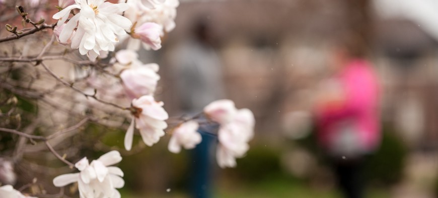 Flowers at QU