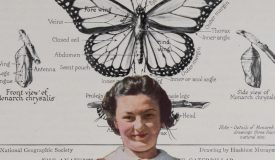 “Monarch”, collage by Peggy Burchard-Ballard
