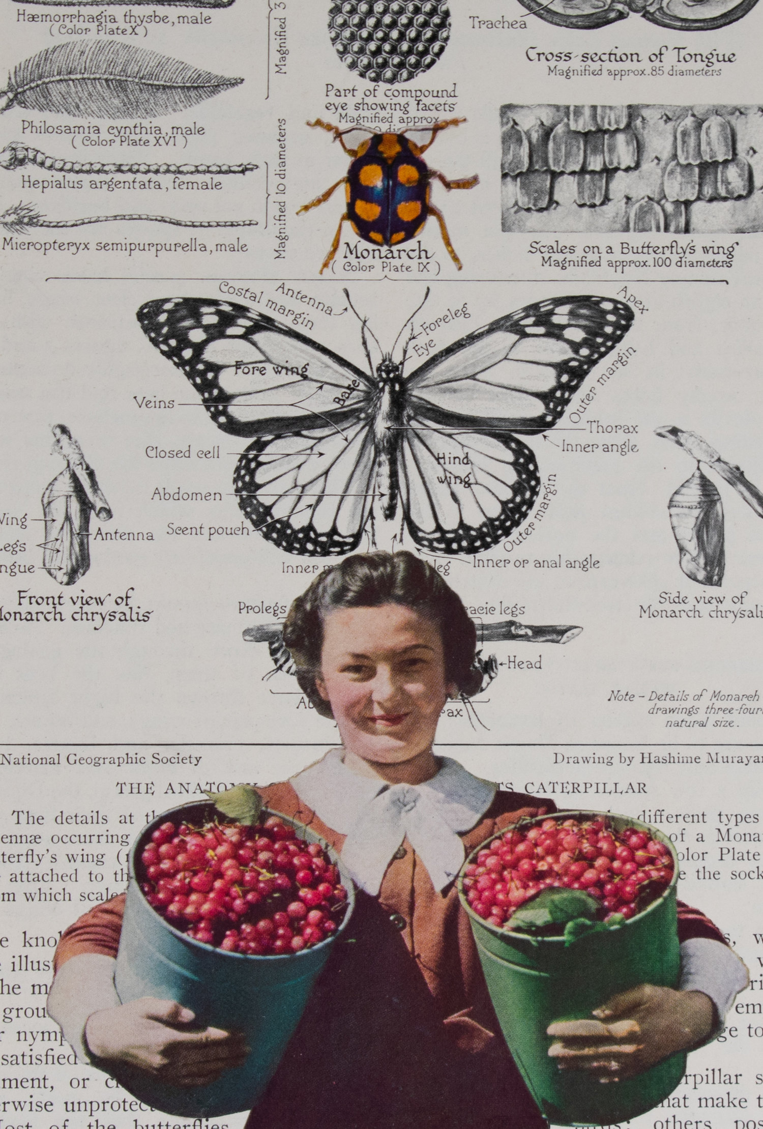 “Monarch”, collage by Peggy Burchard-Ballard